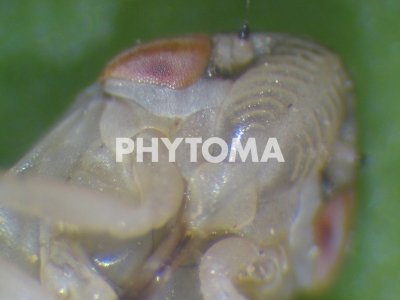 Xylella fastidiosa
